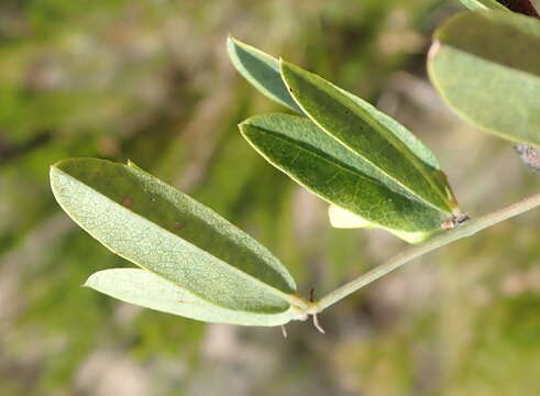 Image of Rhynchosia ciliata (Thunb.) Druce