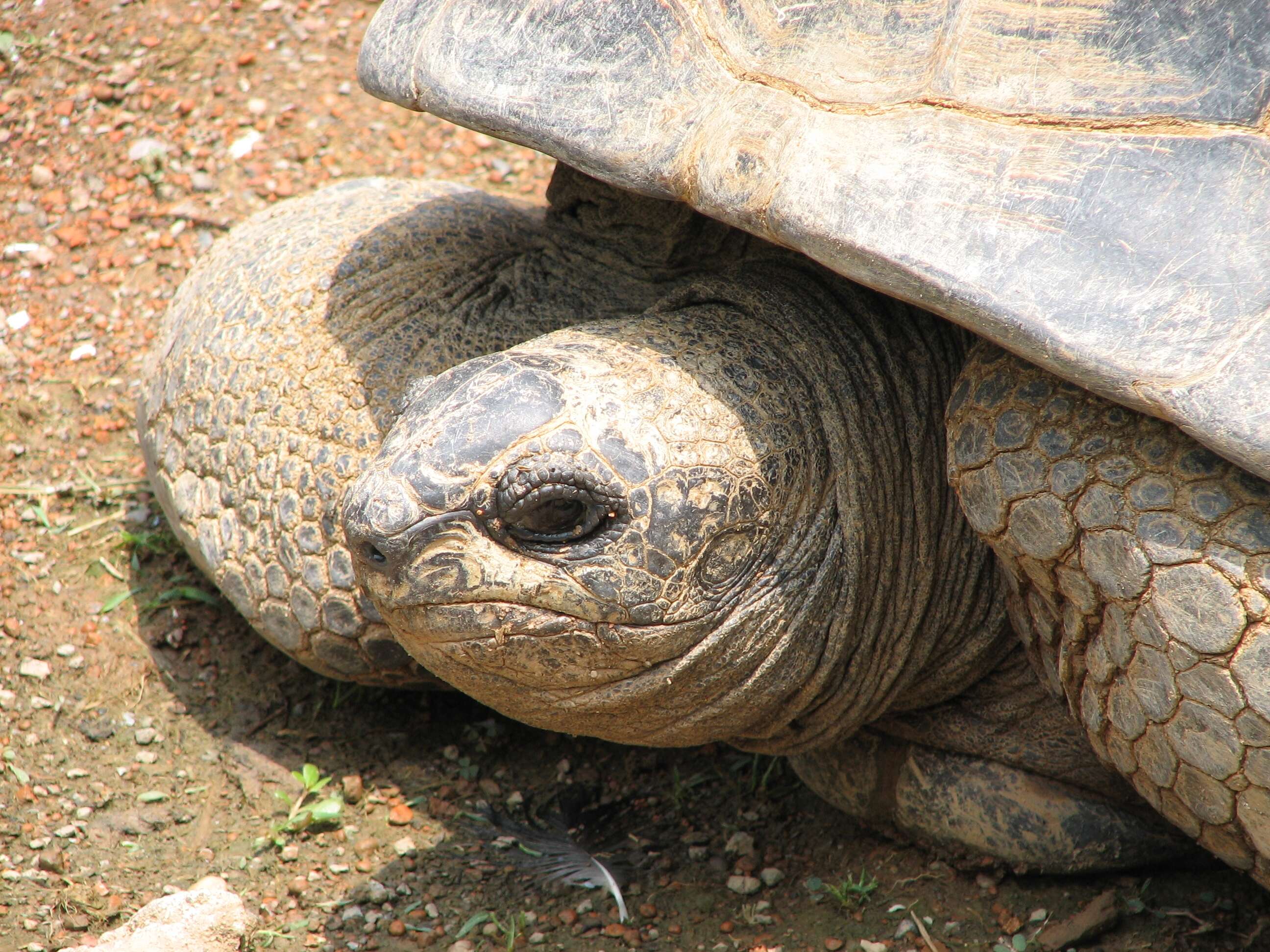 Image de Aldabrachelys