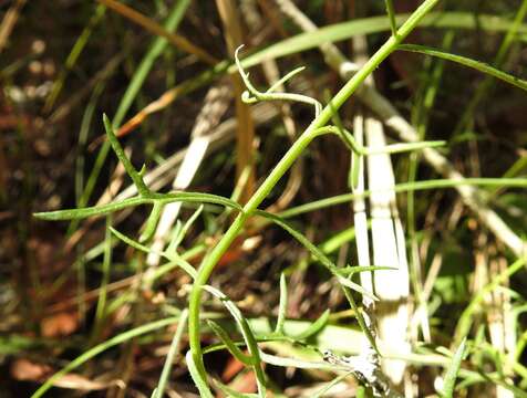 Image of Haloragis heterophylla Brongn.