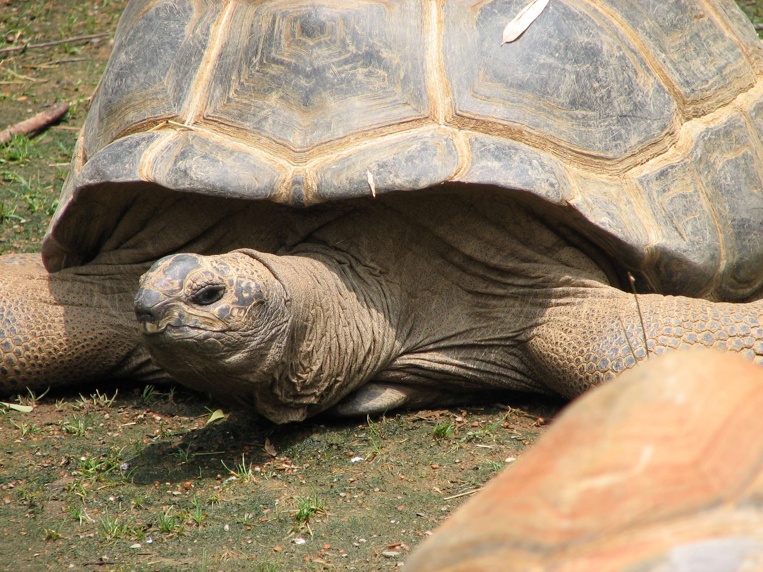 Image de Aldabrachelys