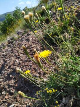 Image of Leontodon biscutellifolius DC.