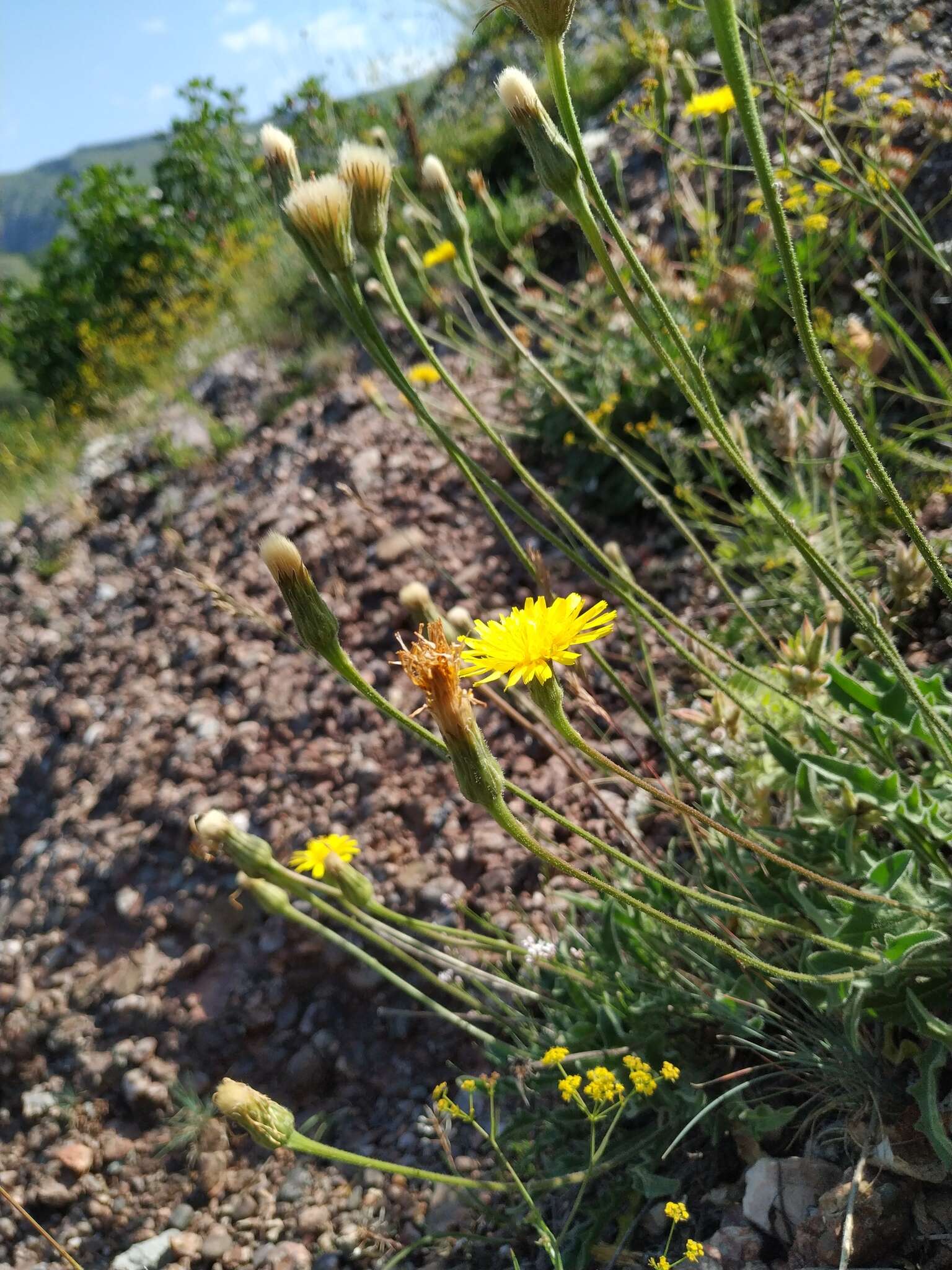 Image of Leontodon biscutellifolius DC.