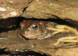 Image of American Toad