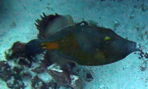 Image of Whitespotted Filefish