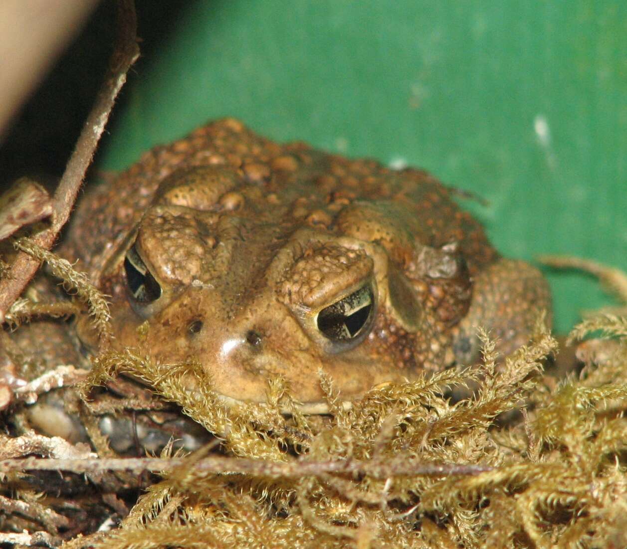 Imagem de Anaxyrus americanus (Holbrook 1836)