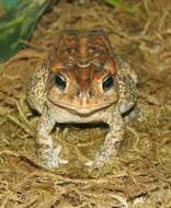 Image of American Toad