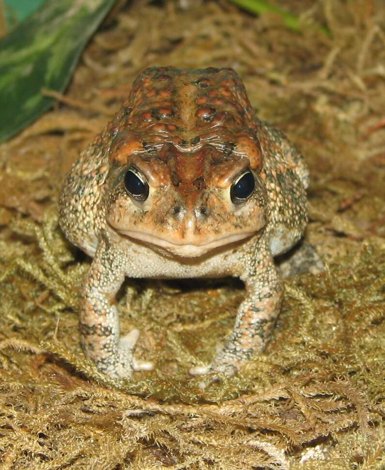 Image of American Toad