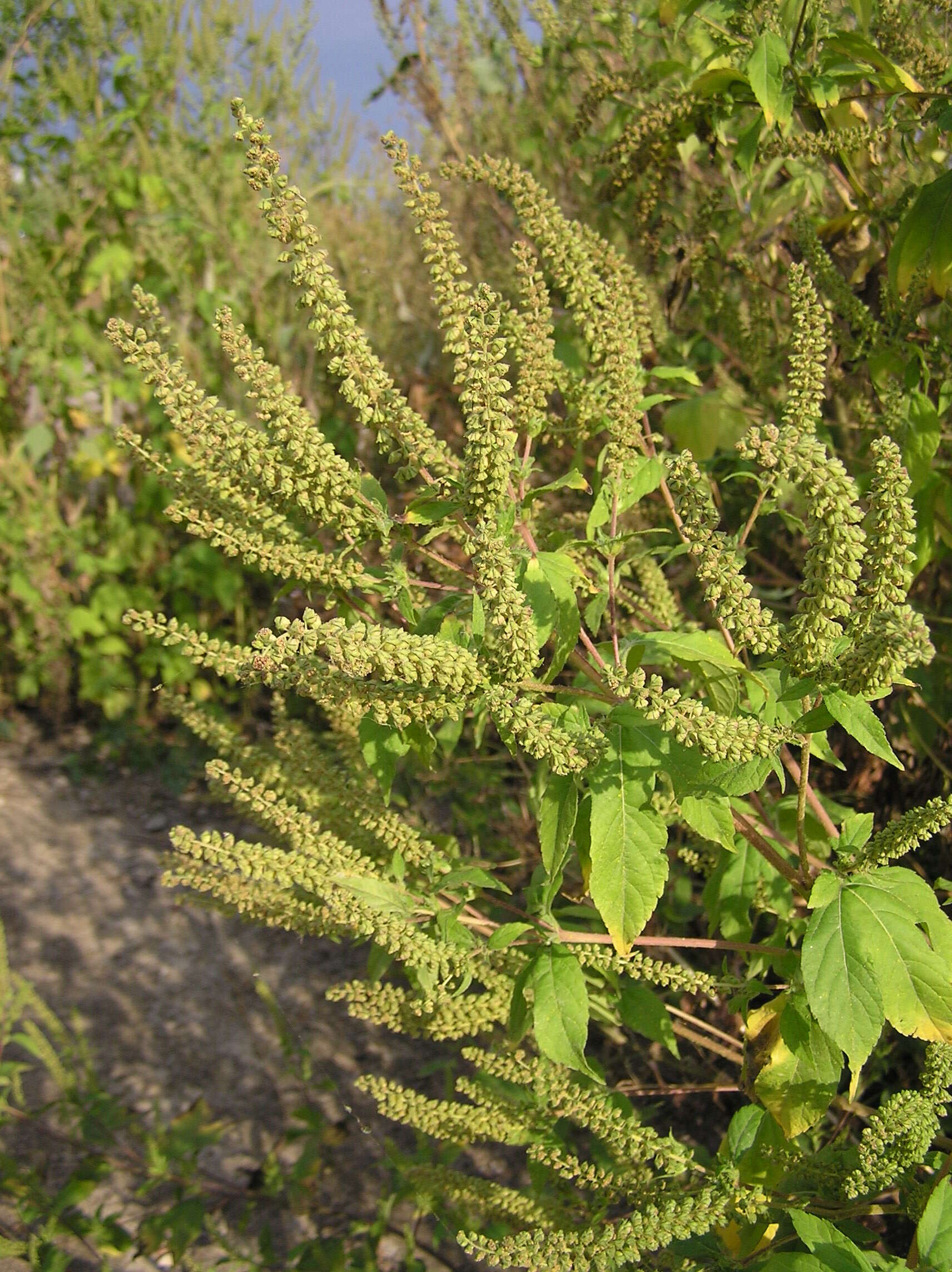 Image of great ragweed