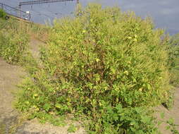 Image of great ragweed