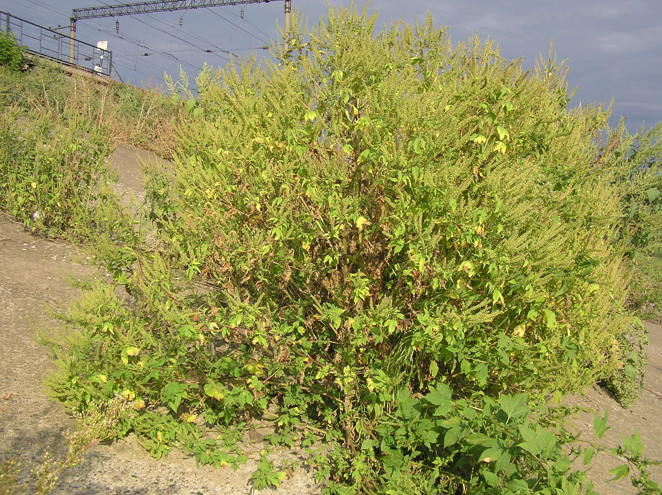 Image of great ragweed