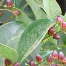 Image of Lagerstroemia microcarpa Wight