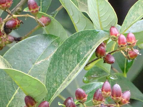 Image of Lagerstroemia microcarpa Wight