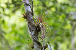 Image of Lemeltonia monadelpha (É. Morren) Barfuss & W. Till