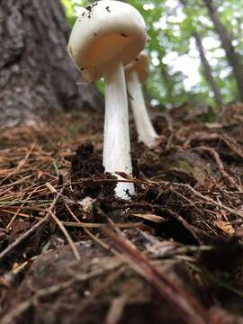 Image of Amanita brunnescens G. F. Atk. 1918