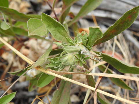 صورة Procecidochares anthracina (Doane 1899)