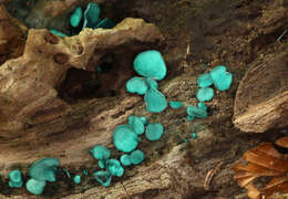 Image of Chlorociboria aeruginascens (Nyl.) Kanouse ex C. S. Ramamurthi, Korf & L. R. Batra 1958