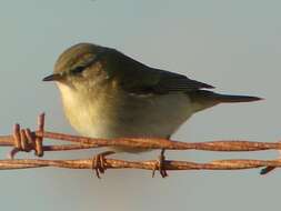 Image of Common Chiffchaff