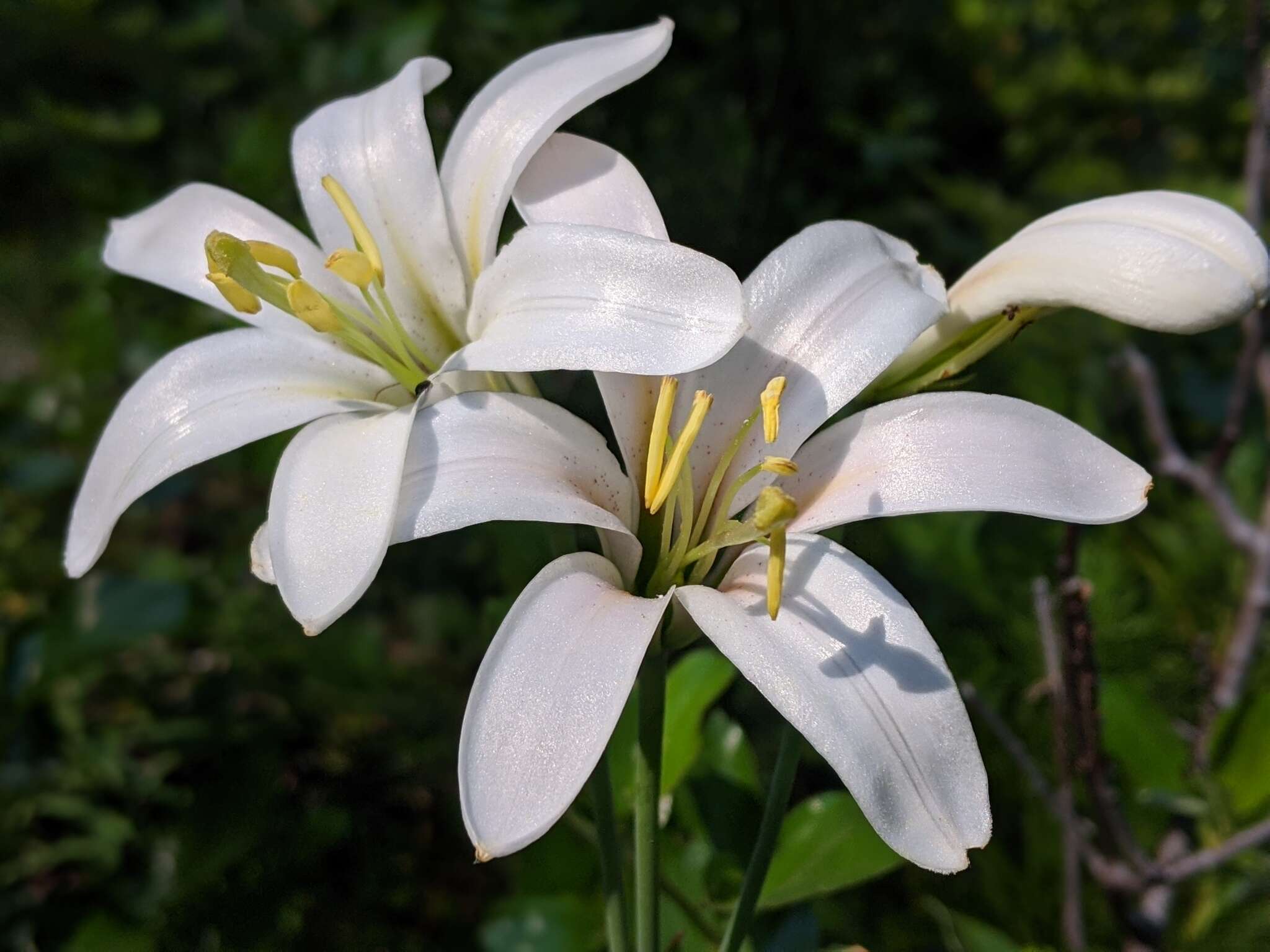 Image of Cascade lily