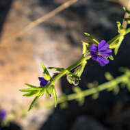 Image of Stemodia viscosa Roxb.