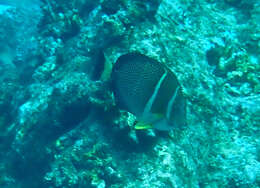 Image of Mustard Surgeonfish