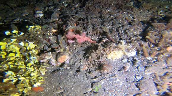 Image of Hairy ghost pipefish