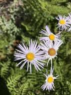 Image of aspen fleabane