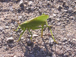 Image of upland green bush-cricket