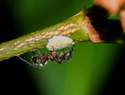 Plancia ëd Camponotus femoratus (Fabricius 1804)