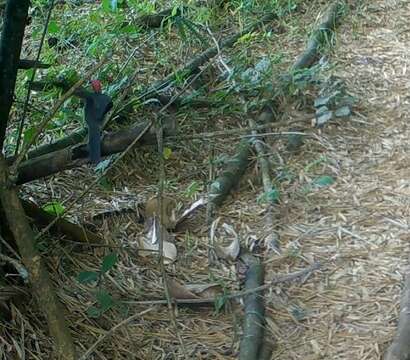 Image of rockfowl