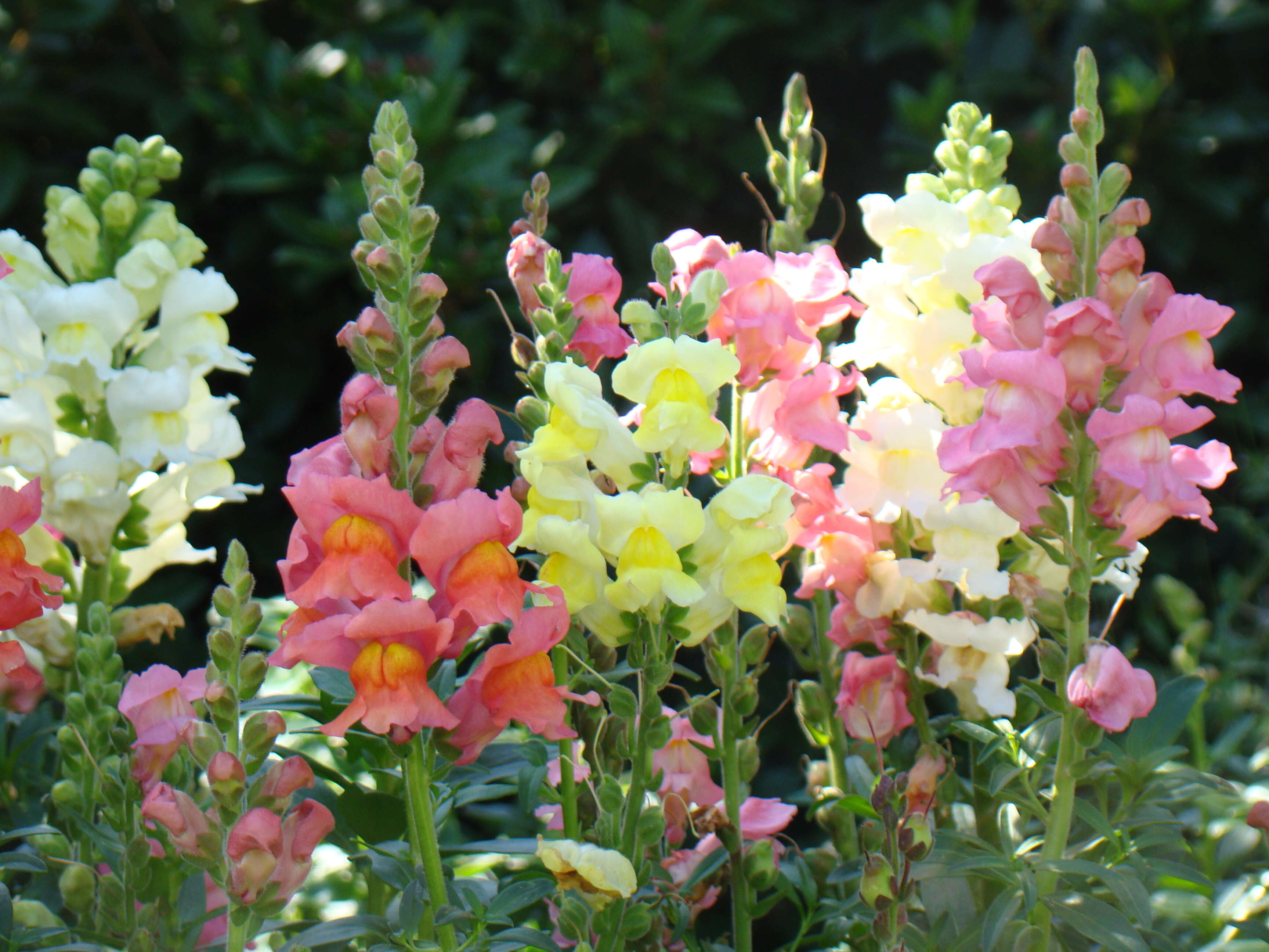 Image of garden snapdragon