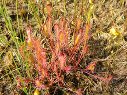 Imagem de Drosera anglica Huds.