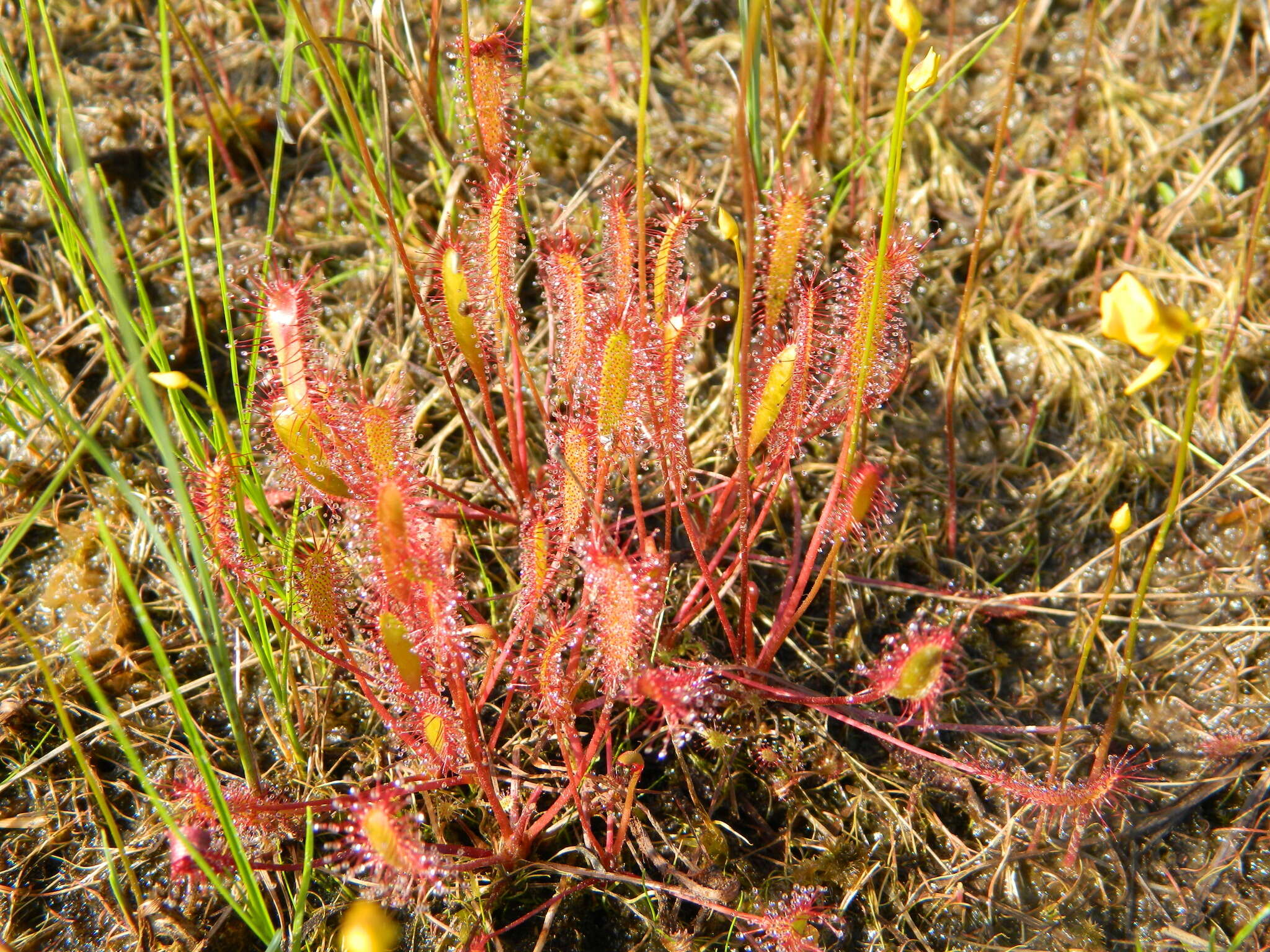 Imagem de Drosera anglica Huds.