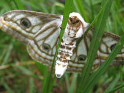 Image of Southern Marbled Emperor