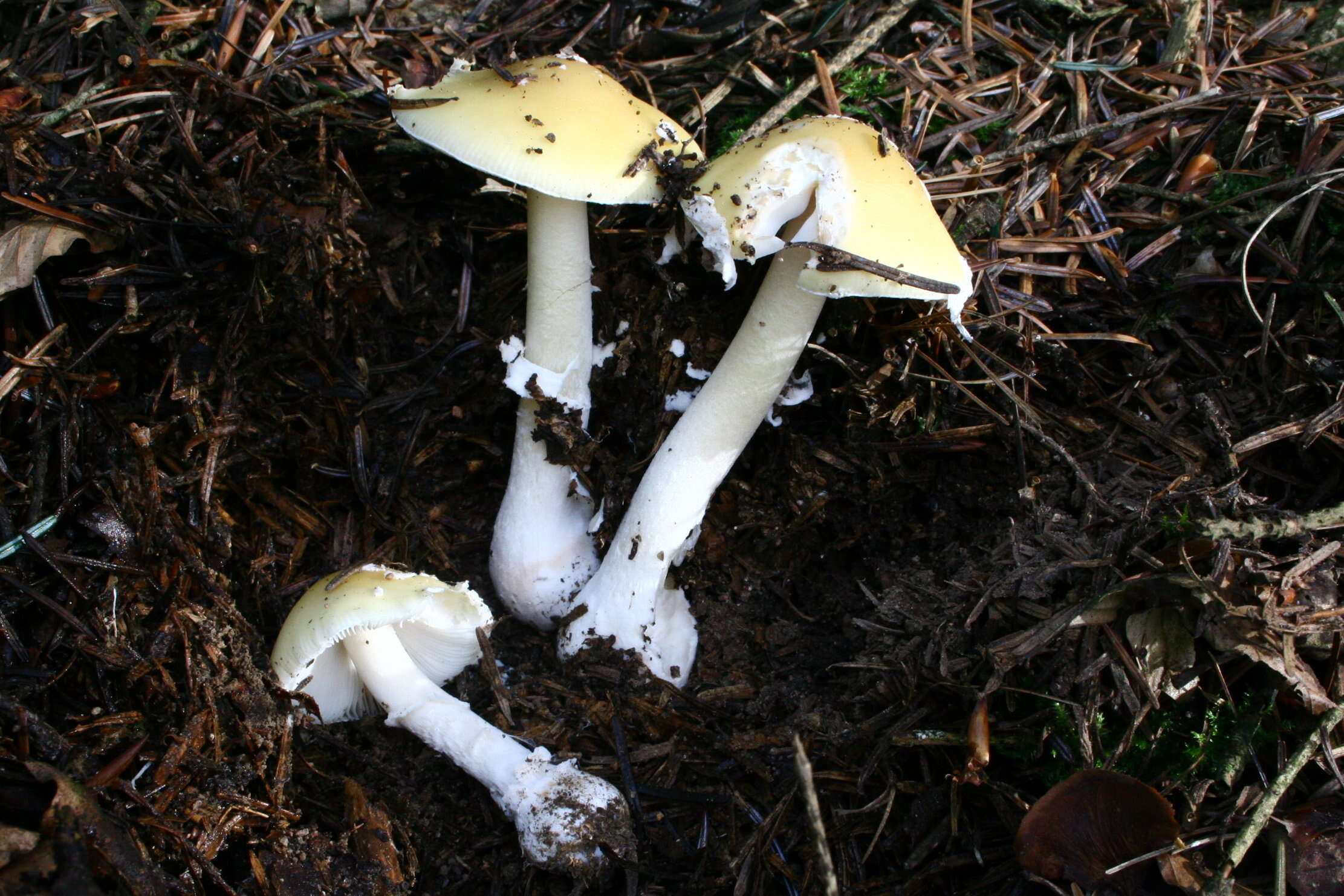 Image of gemmed Amanita