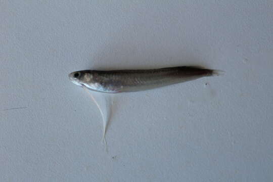 Image of Australian codlet