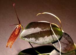 Image of Restrepia schizosepala Luer & Hirtz