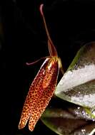 Image of Restrepia schizosepala Luer & Hirtz