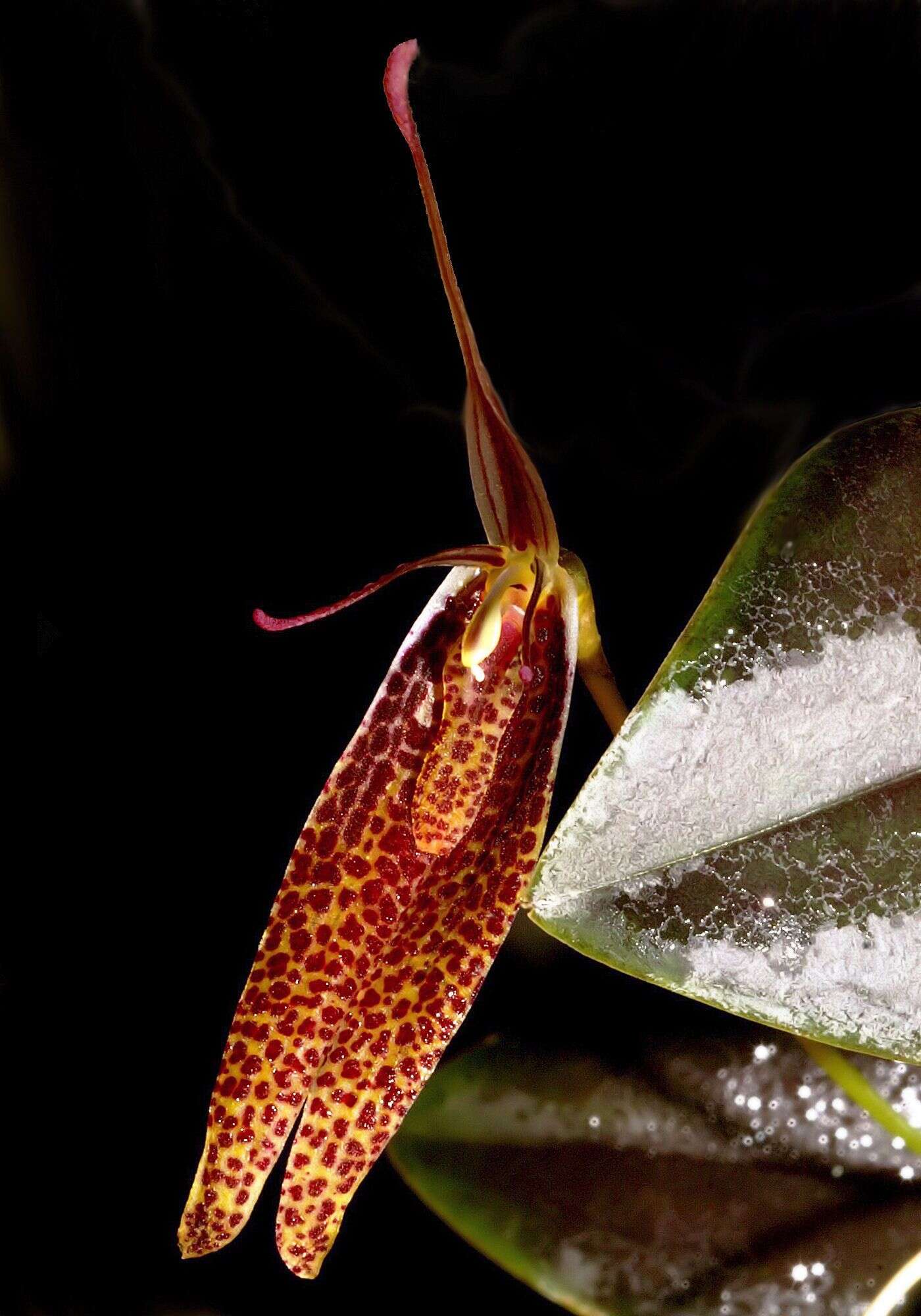 Restrepia schizosepala Luer & Hirtz的圖片