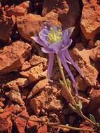 Image of Utah columbine