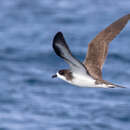 Image of Hawaiian Petrel