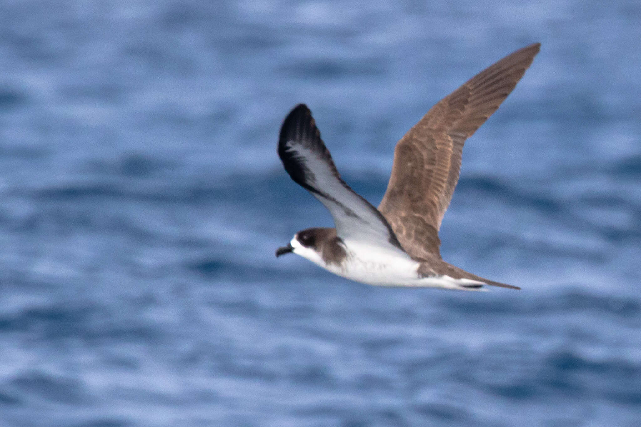 Image of Hawaiian Petrel