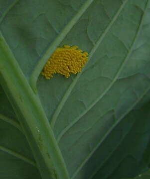 Image of cabbage butterfly