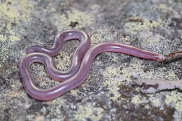 Image of Blackish Blind Snake