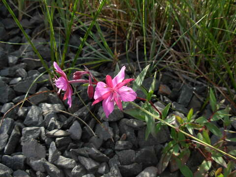 Image of dwarf fireweed