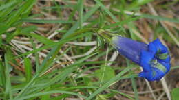 صورة Gentiana angustifolia Vill.