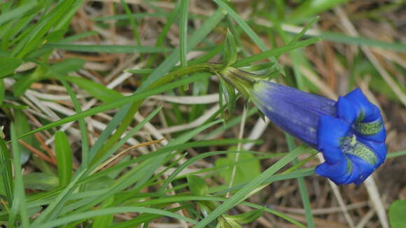 Image of Gentiana angustifolia Vill.