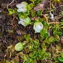 Image de Gaultheria tasmanica (Hook. fil.) D. J. Middleton