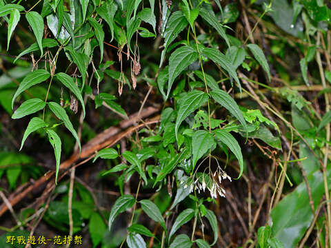 Image of Eupatorium tashiroi Hayata