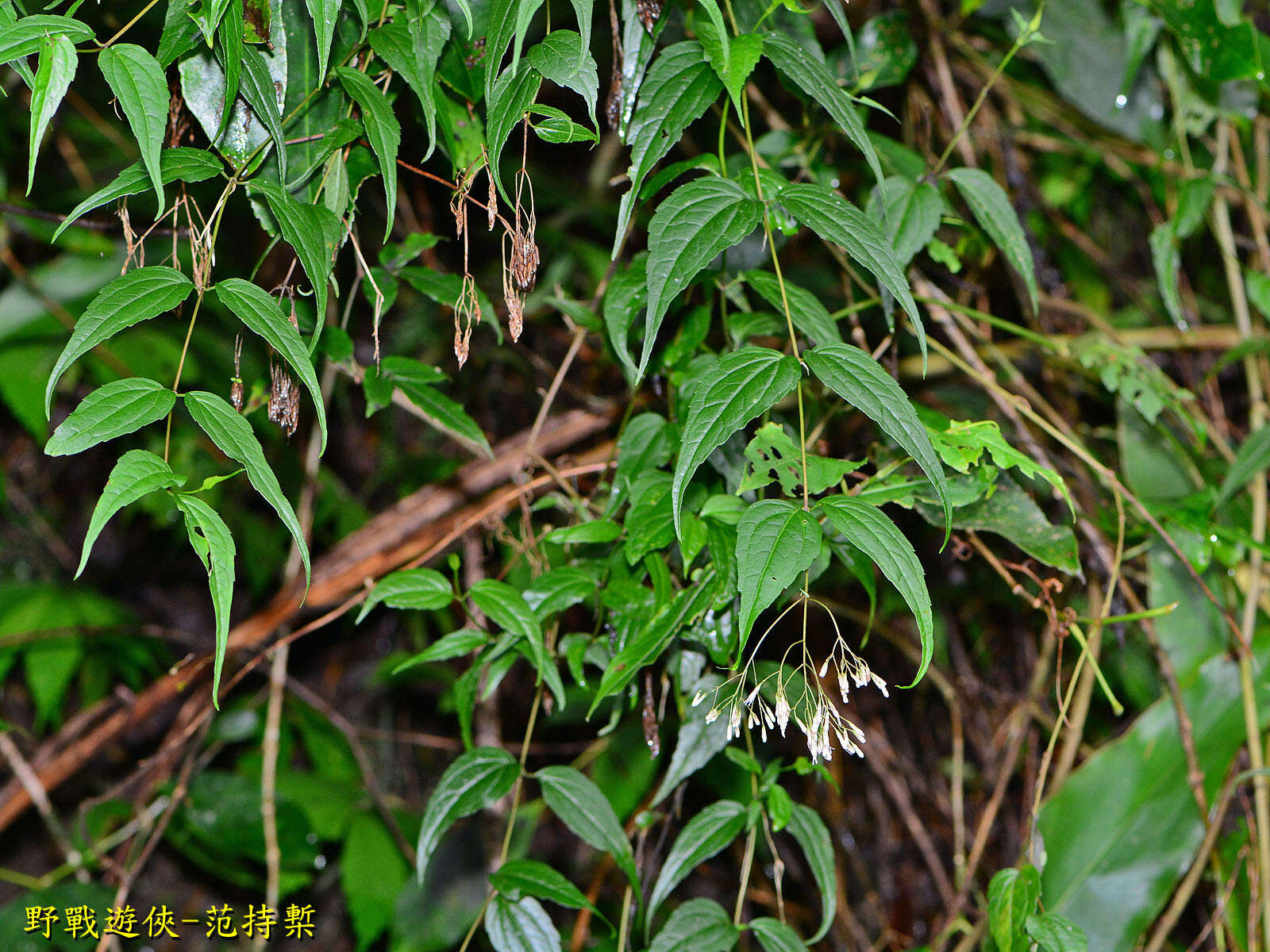 Image of Eupatorium tashiroi Hayata