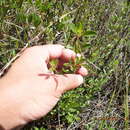 Mecardonia acuminata subsp. peninsularis (Pennell) R. A. Rossow resmi